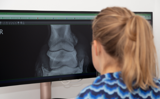 vet_reading_scan